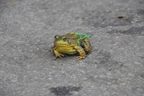 Frog Jumping Contest